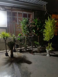 شتلات للبيع 07703448367