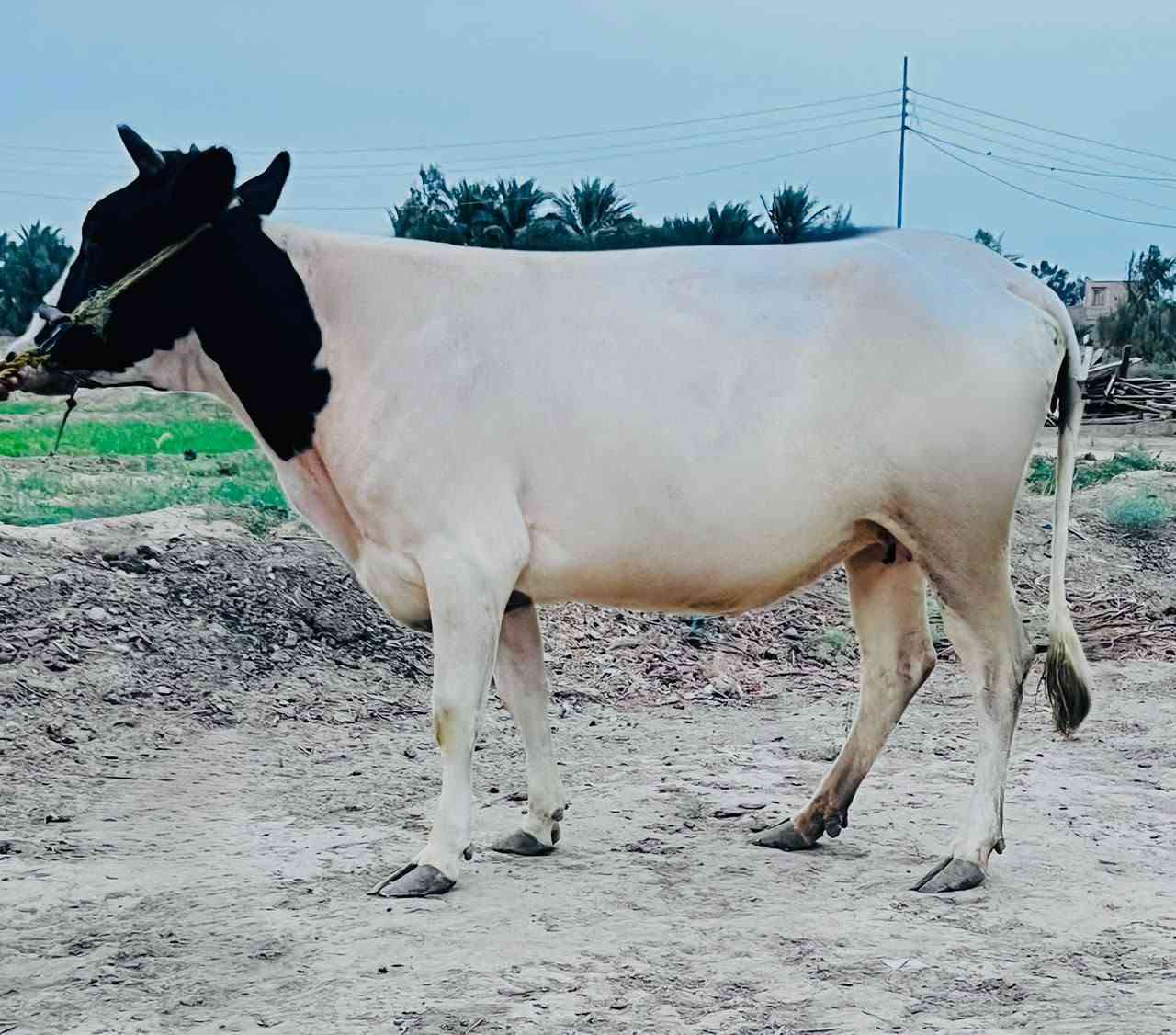 اباجير • درجة اولى • بابل الشوملي