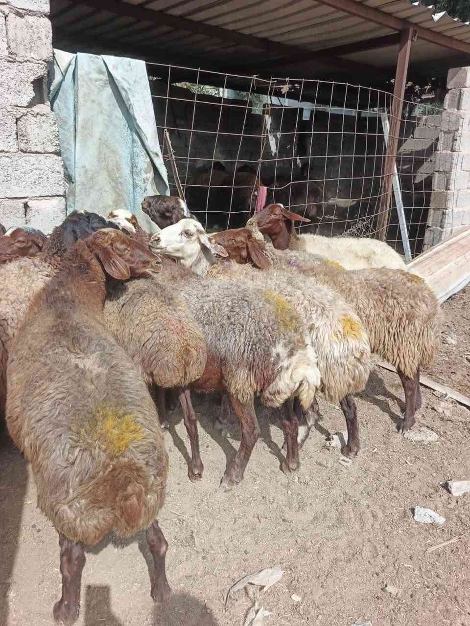 نعاج ايرانيه • خشنه • عشر شرط