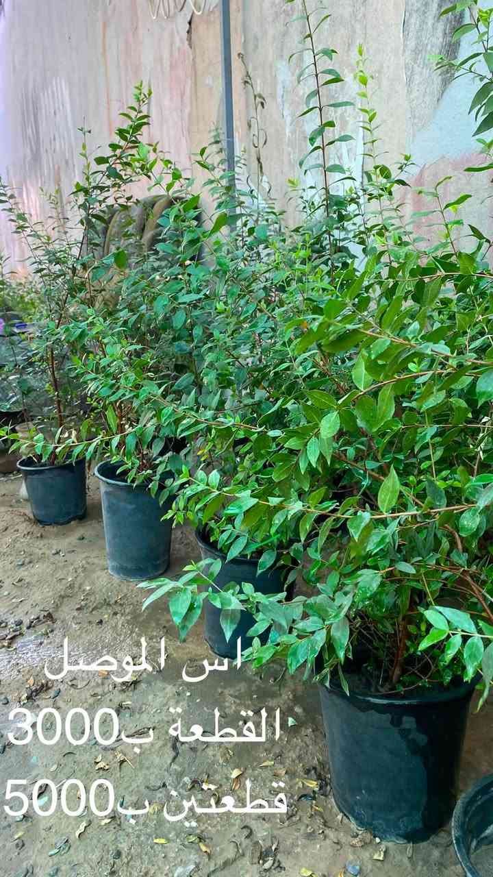 🌿 السلام عليكم ورحمة الله وبركاته 🌿

🌱 متوفر نبتات بأسعار الجملة 🌱
💰 الأسعار موضحة داخل الصور

🚚 التوصيل فقط بـ 1,000 دينار للمناطق التالية:

📍 حي سومر
📍 حي دوميز
📍 حي الانتصار
📍 يارمجة
📍 حي فلسطين
📍 حي الصحة

📲 للطلب والاستفسار:

💬 واتساب: ***********
📞 اتصال: ***********

🌿 الكمية محدودة، والطلب حسب التوفر 🌿
