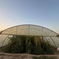 بيت زجاجي • نايلون لبناني • موسم واحد