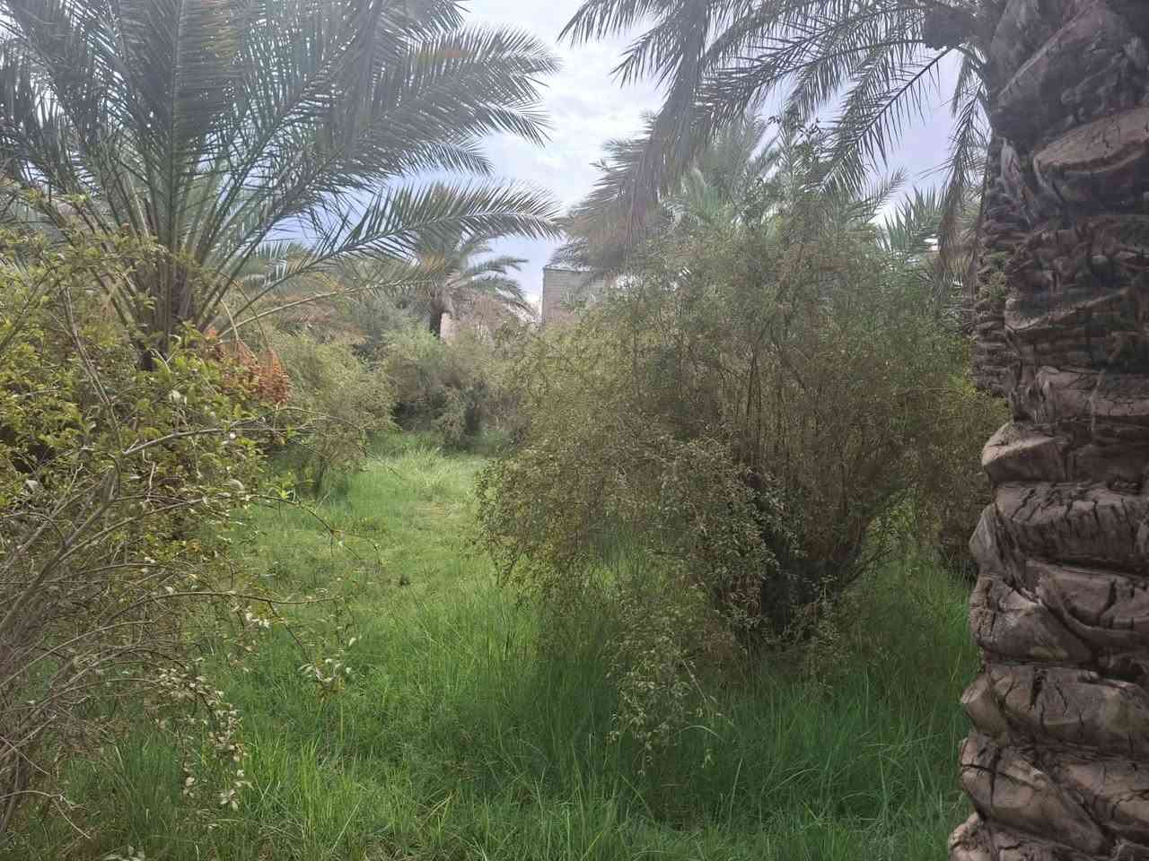 دونم ونص • تجارية • واجهة ٣٢