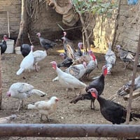 ديوك • فراريج • ناحية العباسي