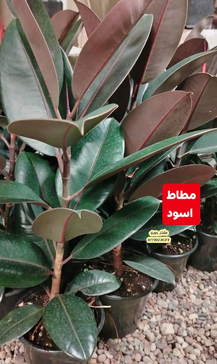 #على_بركة_الله_وتوفيقه 🌳🌳
وصول وجبة جديدة و مختلفة من النباتات الداخلية ظلية 👍🌳♥️

بانسب الاسعار و افضل الانواع 👍🌳❤️

مشتل جوري 🌳🌳

للأستفسار مراسلة الصفحة أو الاتصال على الرقم *********** + واتساب 

زورونا على عنواننا التالي 🍂🌸
صلاح الدين المجمع الدور السكني سوق الرابع
 مقابل مدرسة الريان // شارع قبل مدخل المدير العام 🌳🌳
