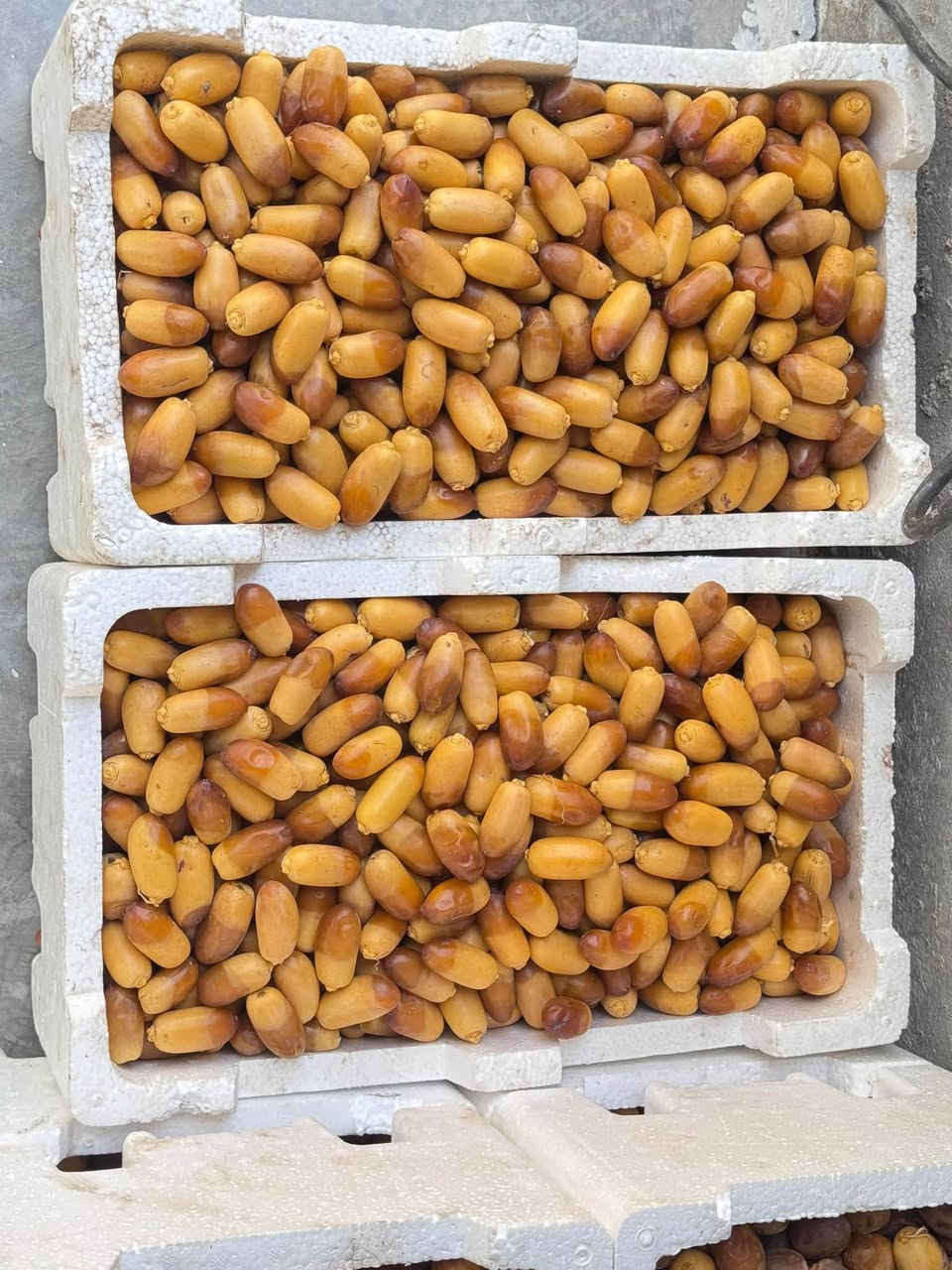 يوجد لدينا تمر برحي وأسطة عمران درجه أولى العنوان بغداد المدائن منطقة الجعاره         غرب معمل الغاز الأهلي او مطعم البستان أليرقب في الشراء الأتصال على الأرقام 

***********
*********** ملاحظة غير متواجد على مواقع التواصل الأجتماع
