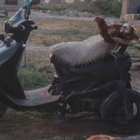 دراجه فراشه 140 محوره ثلث عجلات خلفيه محرك مكفول سلف هندر سعر 400وبيها...