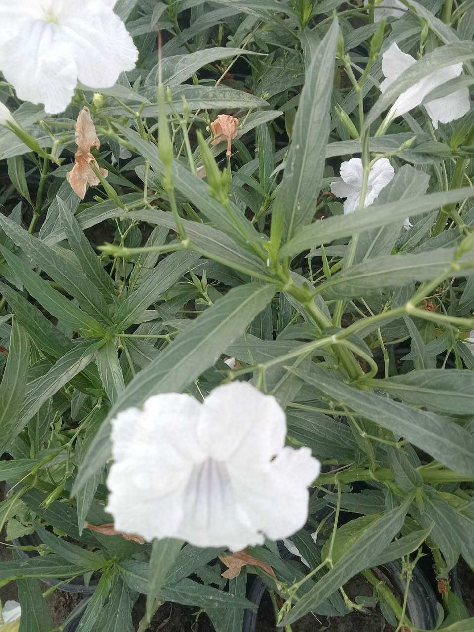 بتونيا الصحراء • أبيض • توصيل بغداد