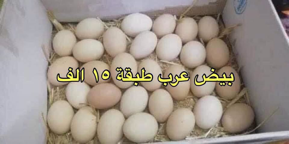 بان عرب • روبة جاموس • جبن ديلمة