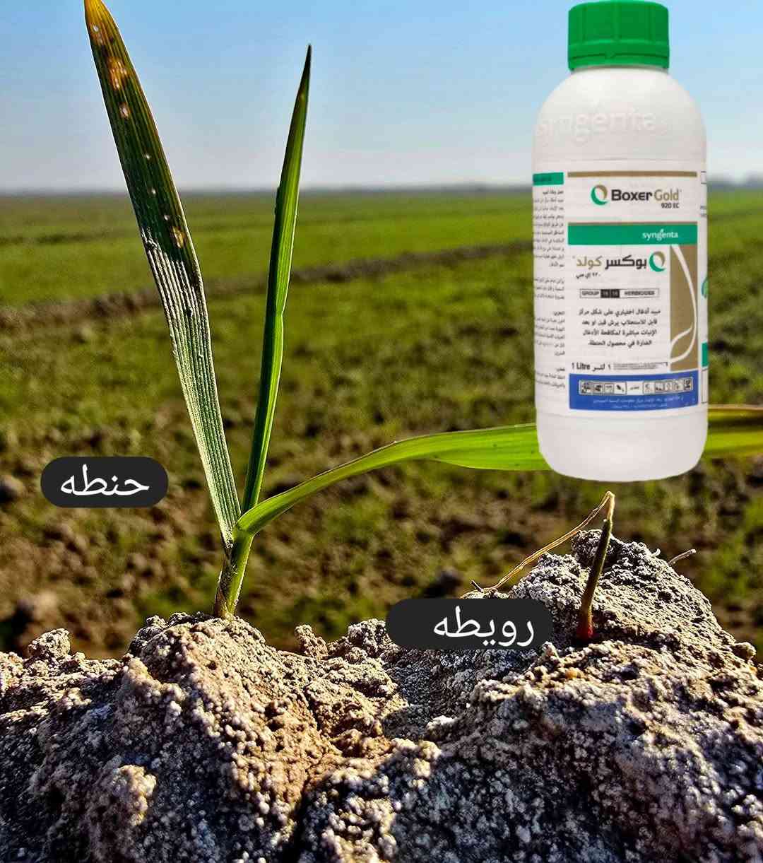 بوكسر كولد • امتصاص ورقي وجذري • حنطه رويطه