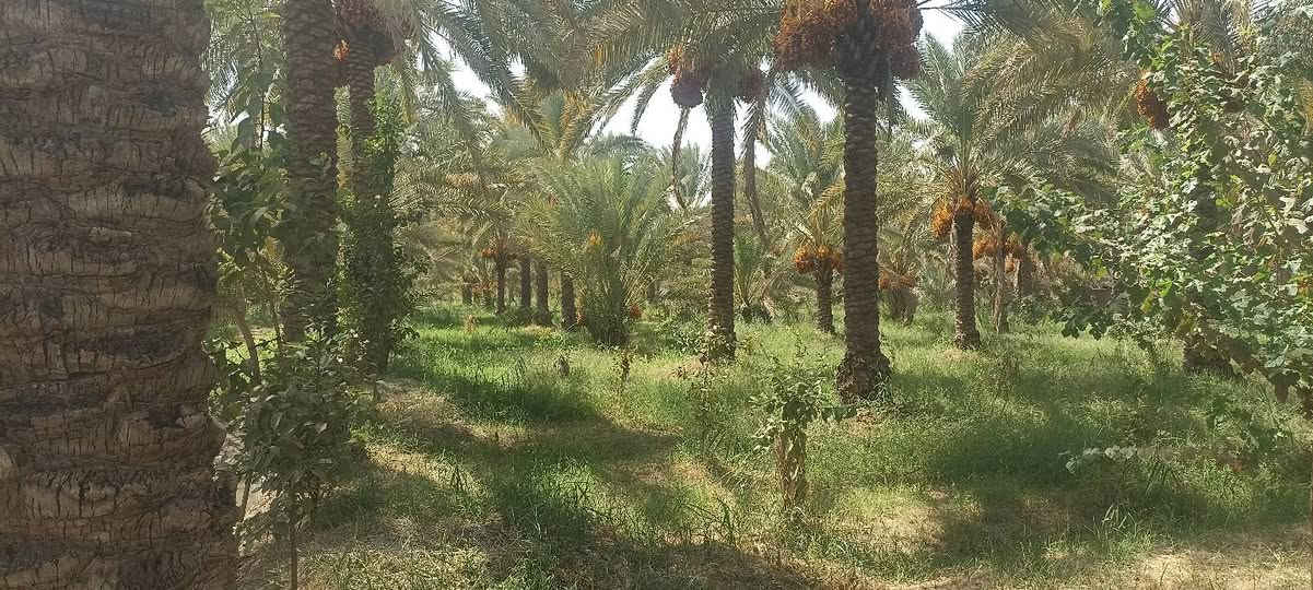 سلام عليكم يتوفر دونم ونص سند 25 تحويل ثاني يوم بسم المشتري العنوان المدائن الجعاره يبعد عن نهر دجله 150 كافة الخدمات متوفر تفاصيل الاتصال وبيك خير ودلل بدارة أبو فهد العيساوي ***********
