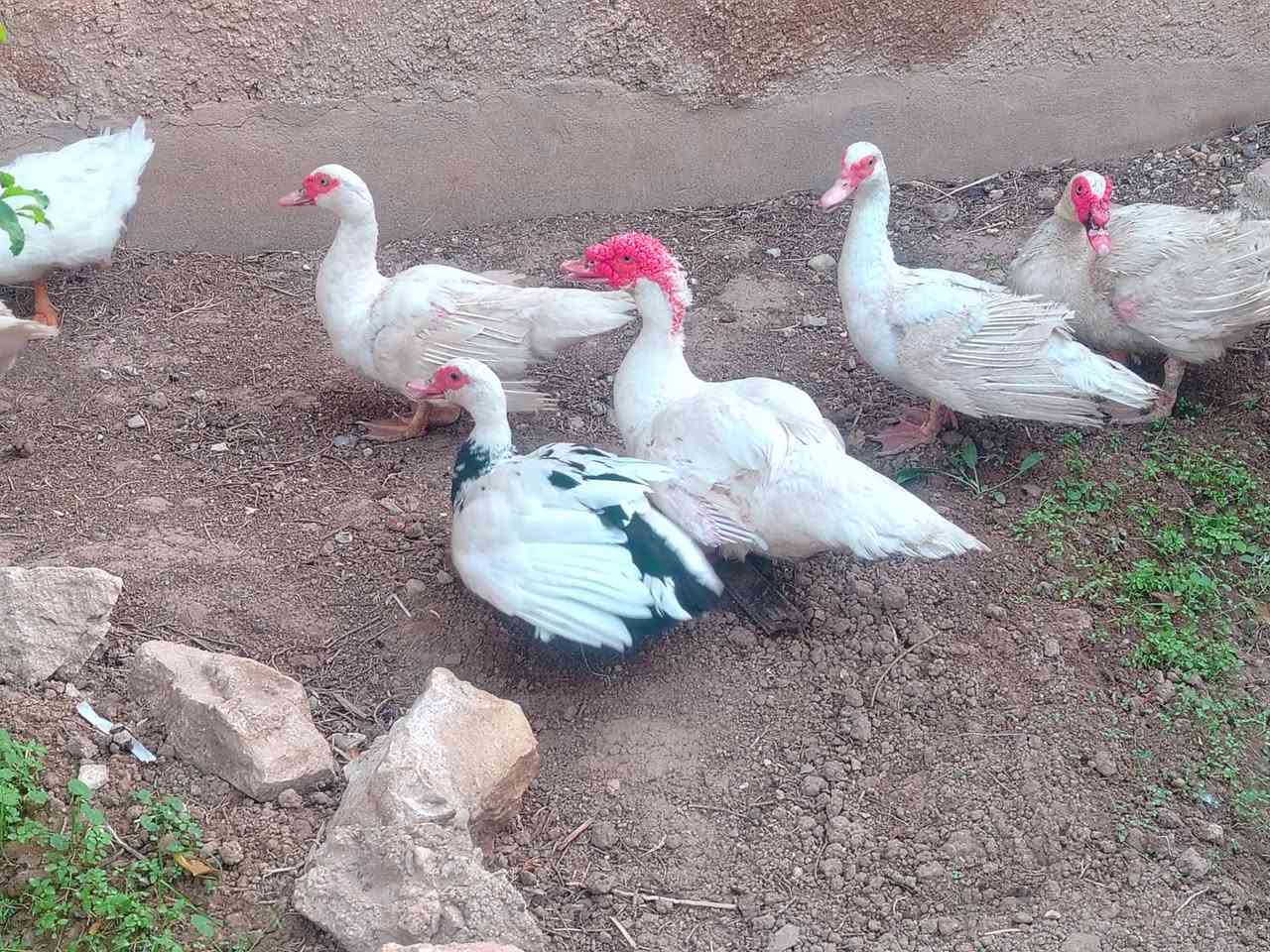 بط مصري • ٦ حبات • ٣ بطات عراقي