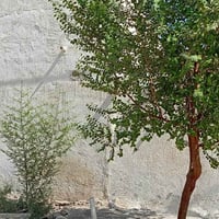 طابو صرف • ١٥٠م • ركن أعلى