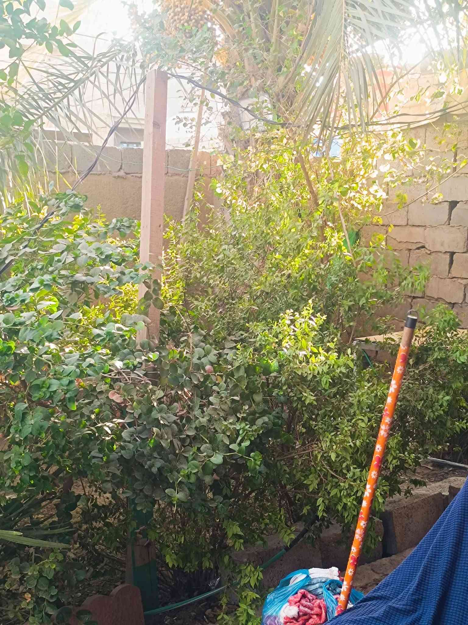 طابو زراعي • أبا ذر الغفاري • ٣٠٠م