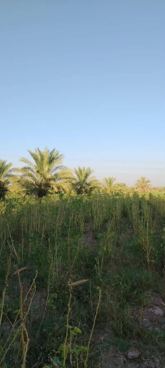 أرض زراعية للبيع طابوا زراعي ١٥ دونم
تقع على نهر الفرات شط الكوفة تبعد عن الكوفة حولي ٥كيلوا 
تحتوي على ٢٠٠ نخلة متنوعة وثلاث بيوت صب كونكريت جاهزات للسكن واستقبال ١١في ٥ توجد مدارس ابتدائية:و متوسطة ومستوصف  للتواصل لاتصال على هذا الرقم ***********

