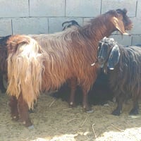 تيس عربي • خشن ونشط • عنوز سود