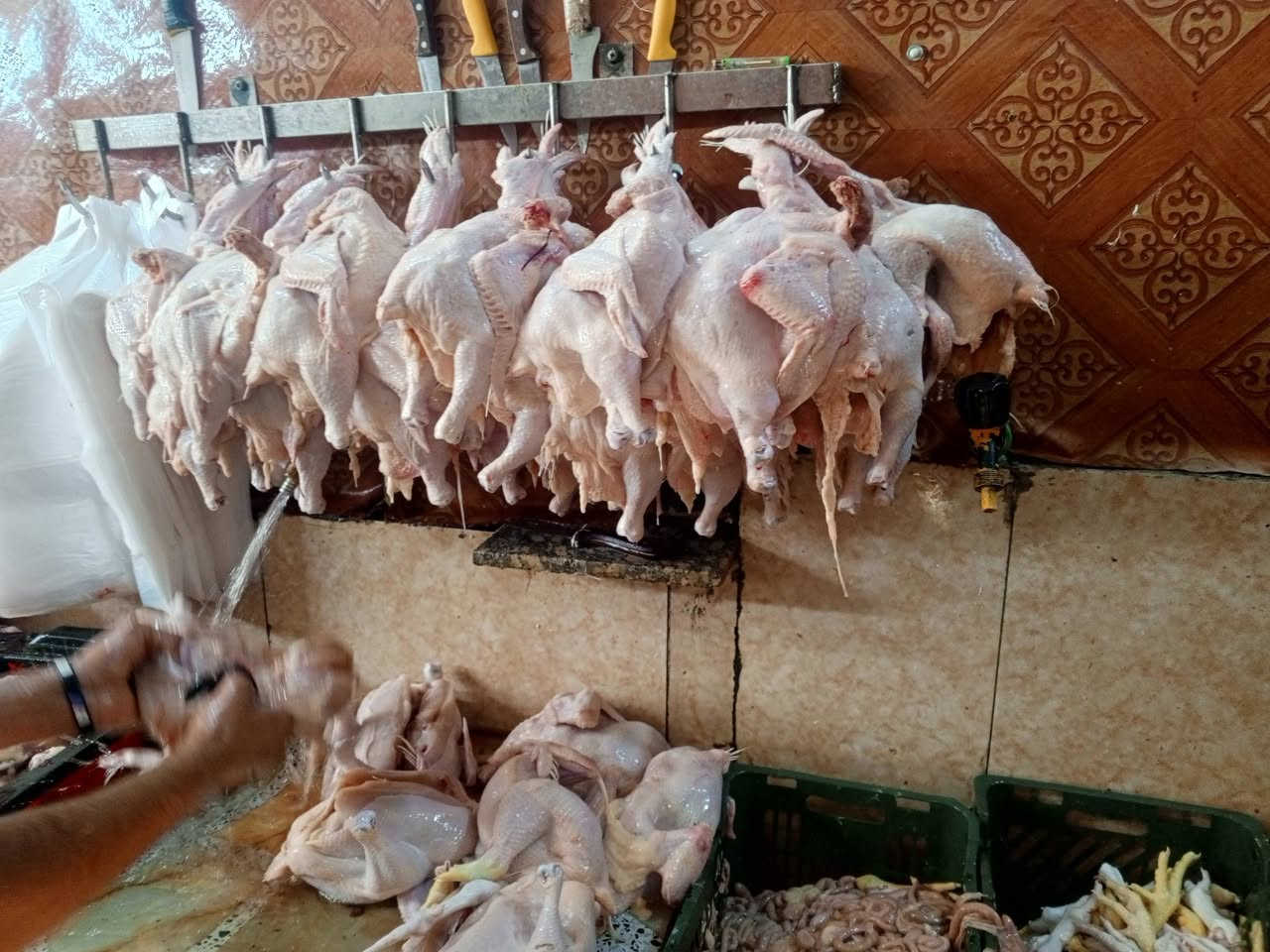 دجاج حي • تجهيز مناسبات • الرشيد الخروجيه