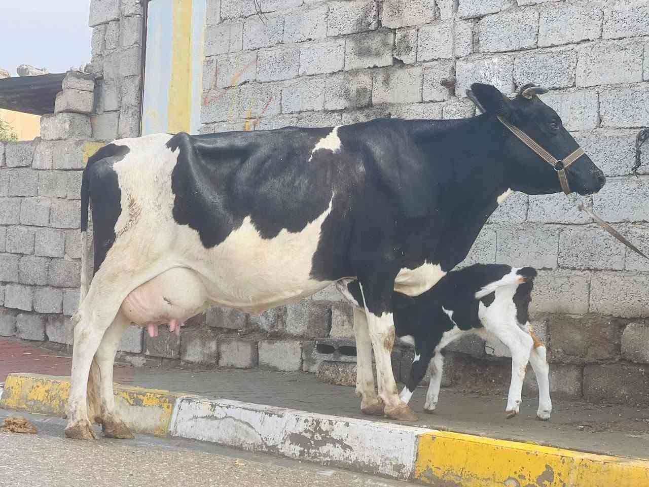 بقرة • حليب فول • ناحية الزاب