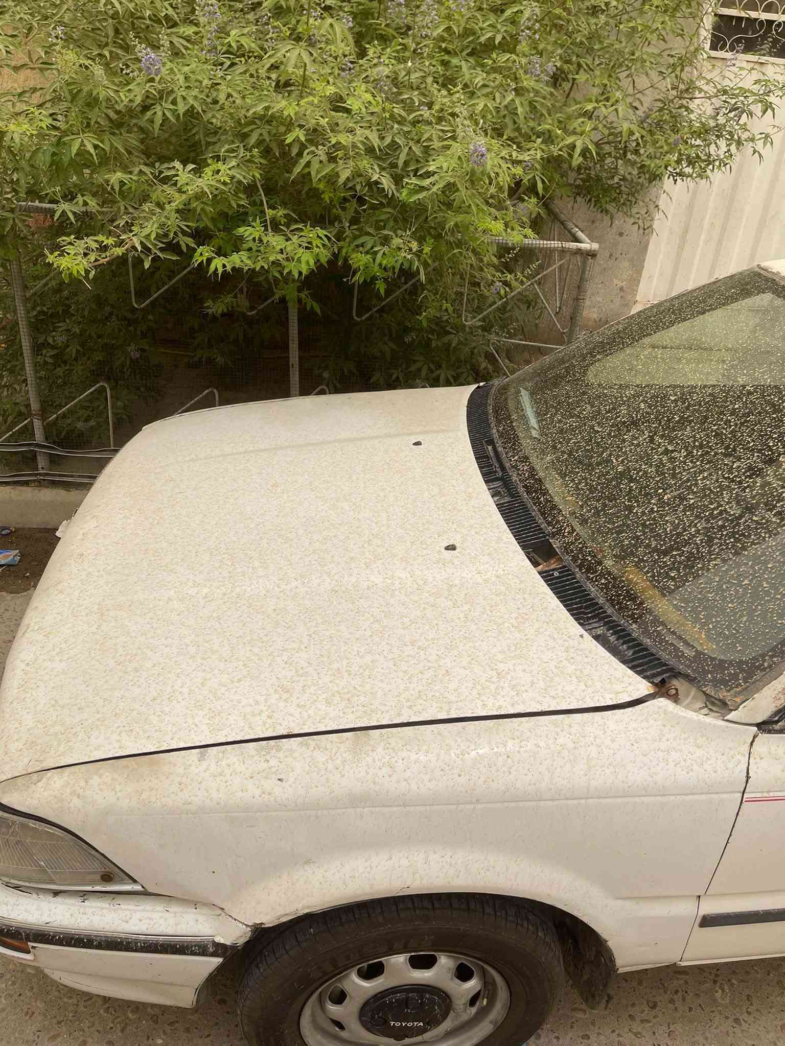 كورلا 90 رقم انبار راعيها يحول بالانبار
السيارة بالبصرة وراعيها بالبصرة 
السعر 29 
***********
