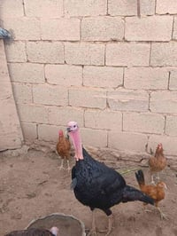 ديك • فسيفس • شرط الفحوليه