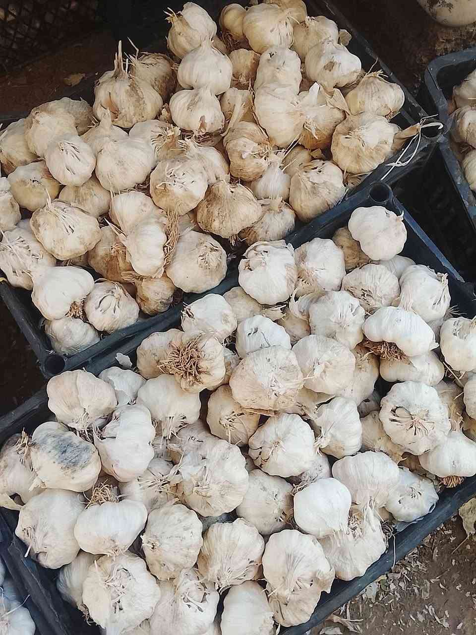 بذور ثوم درجة اولئ خشن
للاستفسار/***********
