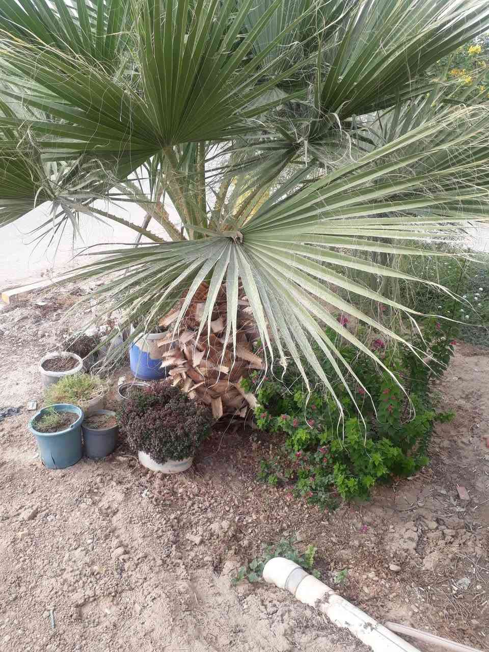 حي صادق • ٢٥٠م • حديقة كبيرة