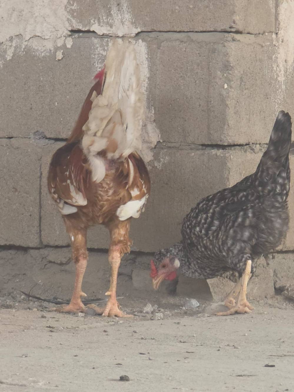دجاج بياض • أقل من سنة • البصرة