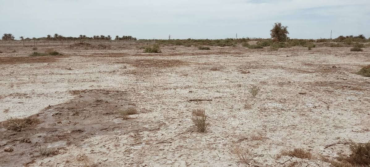 السلام عليكم.. ارض زراعية للبيع منطقة السورة.. الجلاع... المساحة 3 دونم عليها نهرين من اليمين واليسار شارع 6 متر ارض عاليه للزراعه للأستفسار ***********
