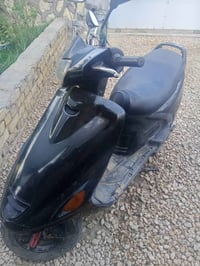 فحل • للبيع • بابل