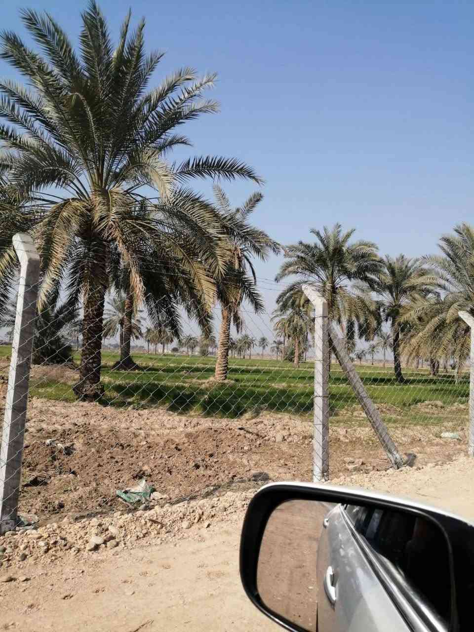 فرصة استثمارية 
للبيع ارض طابو زراعي سند 25 في الكوت منطقة العزيزية مساحتها 1000دونم لها واجه على نهر دجلة الأرض زراعية بامتياز تحتوي على 140 دونم نخيل برحي والأرض مسجة بالكامل وداخلها شارع تبليط مع الأرض اجازة حقول لتربية العجول والأسماك للاستفسار المراسلة أو الإتصال على الرقم ***********
