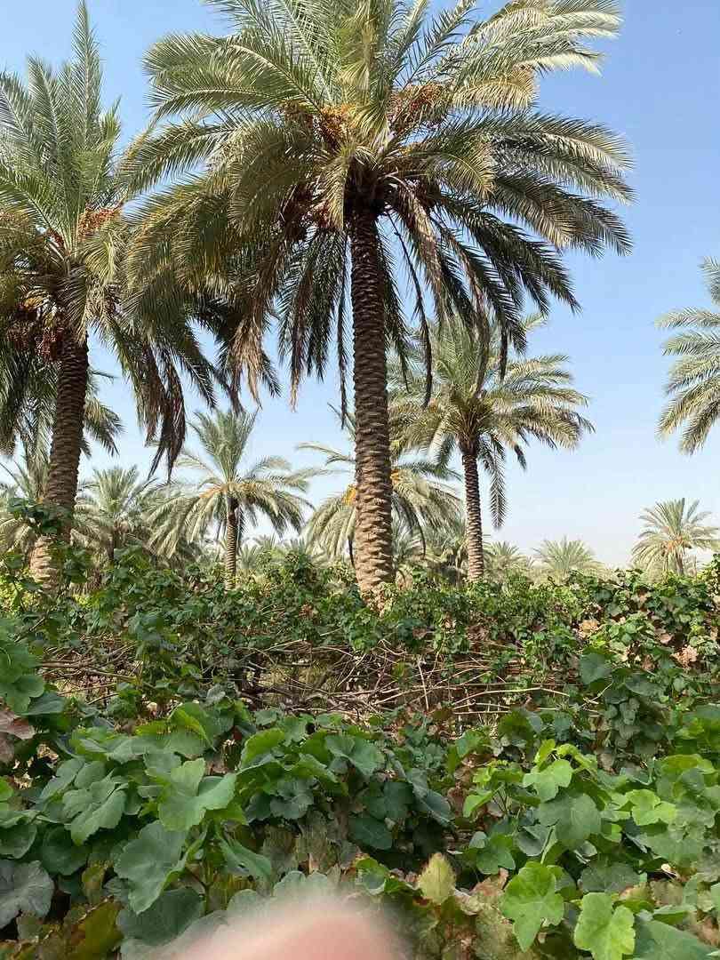 اللهم صلى ع محمد وال محمد 
قطعه زراعيه للبيع مساحتها 3 دونم تباع حسب الطلب القطعه متعوب عليها مزروعها حمضيات بانواعها وبيها نخل زهدي وخستاوي وبيها سيباط عنب 🍇 1500 م وبيها اشجار تين كلها حماله مي وكهرباء بصفها القطعه مسيجه بالكامل جنس عقارها طابو زراعي باسم البايع طريق حله ديوانيه منطقة هوى الشام 

***********
***********
