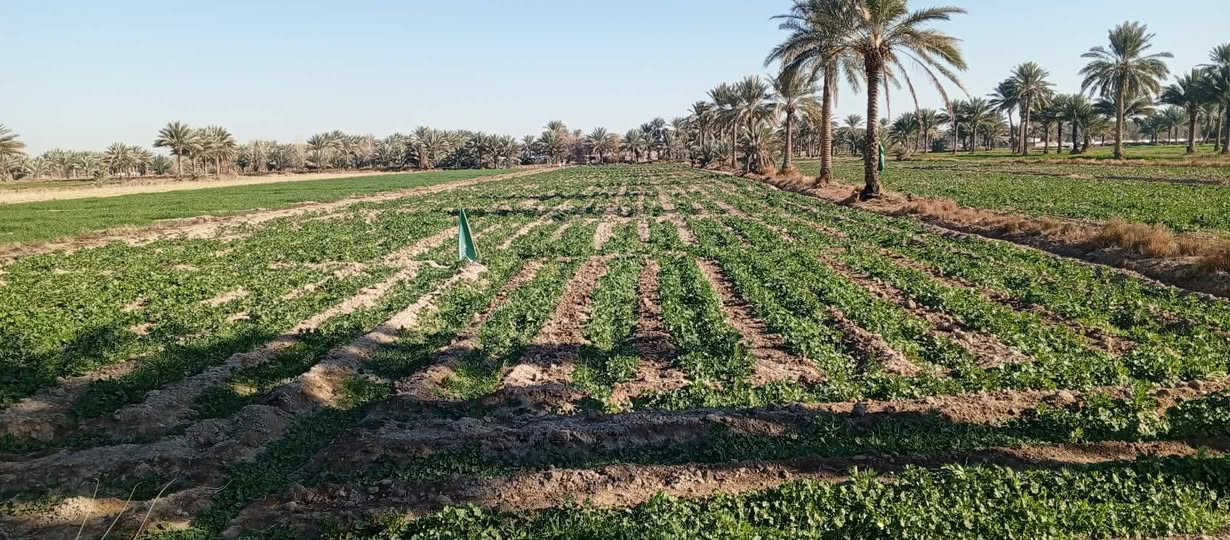 السلام عليكم أرض زراعية 12دونم عقد 117 أرض درجة اولى ماء سقي متوفر وماء بئر عدد 2 وماء اساله طول السنه وكهرباء تحتوي على أكثر من 50نخله حماله واجهه الارض 120مترالعنوان منطقة الخواص أبي غرق سعر الدونم 32 وبيها مجال للاتصال ***********
