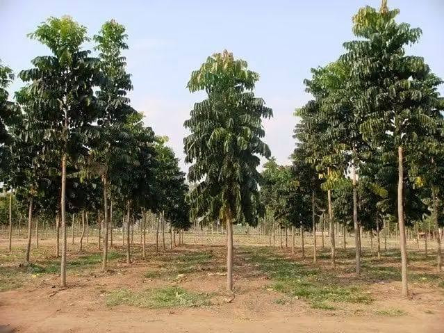 🌿🌳 السلام عليكم ورحمة الله وبركاته
لكل محبي الأشجار والطبيعة والجمال 🌱💚
اليوم نعرفكم على واحدة من الأشجار المميزة والقوية...
✨ شجرة الماهوجني الإفريقي ✨
وبسعر 10 الاف 
إرتفاع متر وربع 

🌱 ليش الماهوجني من الأشجار المميزة؟
🔹 سريعة النمو 🌿
من الأشجار سريعة النمو، وقد تحقق زيادات كبيرة في الارتفاع مع توفر الظروف المناسبة والعناية الجيدة.
🔹 تتحمل أنواع مختلفة من الترب 🌱
تستطيع النمو في أكثر من نوع من التربة، ويفضل لها أن تكون التربة جيدة الصرف ومناسبة لنمو الجذور.
🔹 تتحمل الظروف البيئية المختلفة ☀️🌿
تتمتع بقدرة جيدة على التأقلم، ومع العناية المناسبة يمكن زراعتها في بيئات مختلفة.
🔹 مناسبة للتشجير والمساحات الواسعة 🌳
تتميز بتاج واسع وكثافة خضرية جميلة، لذلك تُستخدم للحدائق والمتنزهات وعلى جوانب الطرق.
🔹 تمنح الظل 🌳☀️
مع نموها وتكوين تاجها الكثيف، توفر مساحة ظل جميلة ومريحة.
🔹 أزهارها عطرية 🌸
تتميز أزهار الماهوجني برائحة عطرية خفيفة ومميزة.
🔹 مفيدة للبيئة 🍃
تُعد من الأشجار المناسبة للتشجير وتوفير الظل والحماية ضمن مشاريع الغطاء النباتي.
🌳 الماهوغني... شجرة تجمع بين الجمال، سرعة النمو، وقوة التحمل 🌿💚
📍 متوفرة لدينا للمهتمين بالتشجير وتجميل الحدائق والمساحات الخضراء. 📩 للاستفسار أو الحجز راسلونا على الخاص.
واتساب ***********
🚛 يتوفر لدينا خدمه توصيل لجميع محافظات العراق 
🏡العنوان بابل/ المحاويل
