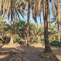 كربلاء • ٢٣٦٠م • طابو ٢٥