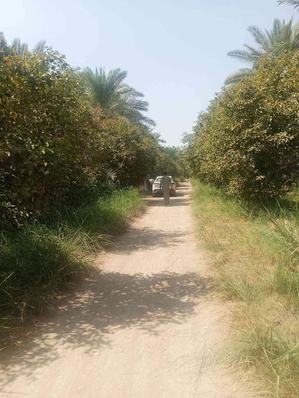 السلام عليكم 14دونم طابو زراعي سند 25 بستان جميع الحمضيات والنخيل مي اساله كهرباء تبليط
 نهرهن وحيدهن  يبعدن عن الشط 400متر 
استفسار أكثر ***********
