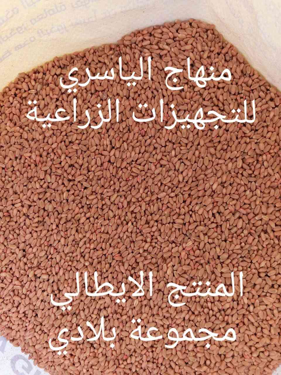 السماوة طريق المهدي • بذور واسمدة • شعير عراقي