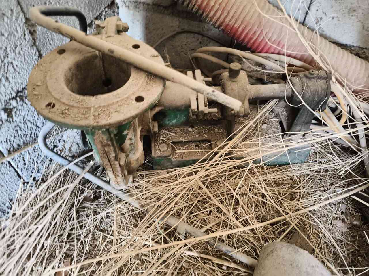 لستر فلد مارشال مع خنزيره تونسيه+خنزيره هنديه 
الاتصال ***********

