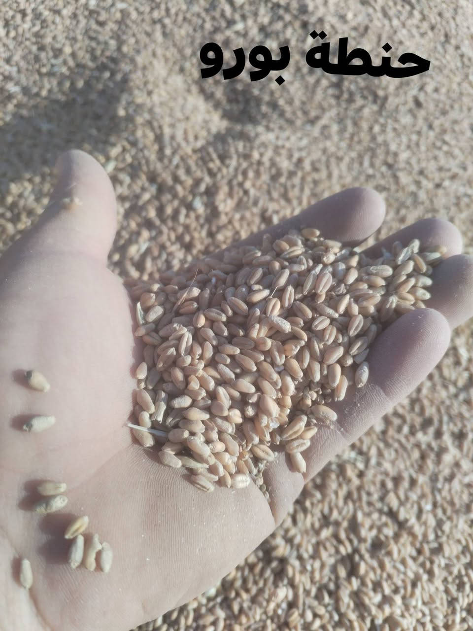 للبيع حنطة بورو / وحنطة بيزانزو عربية  المكان ديالئ العضيم للاستفسار الاتصال على الرقم التالي ***********
