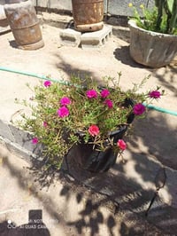 ورد الصباح • ألوان مختلفة • توصيل داخل كربلاء