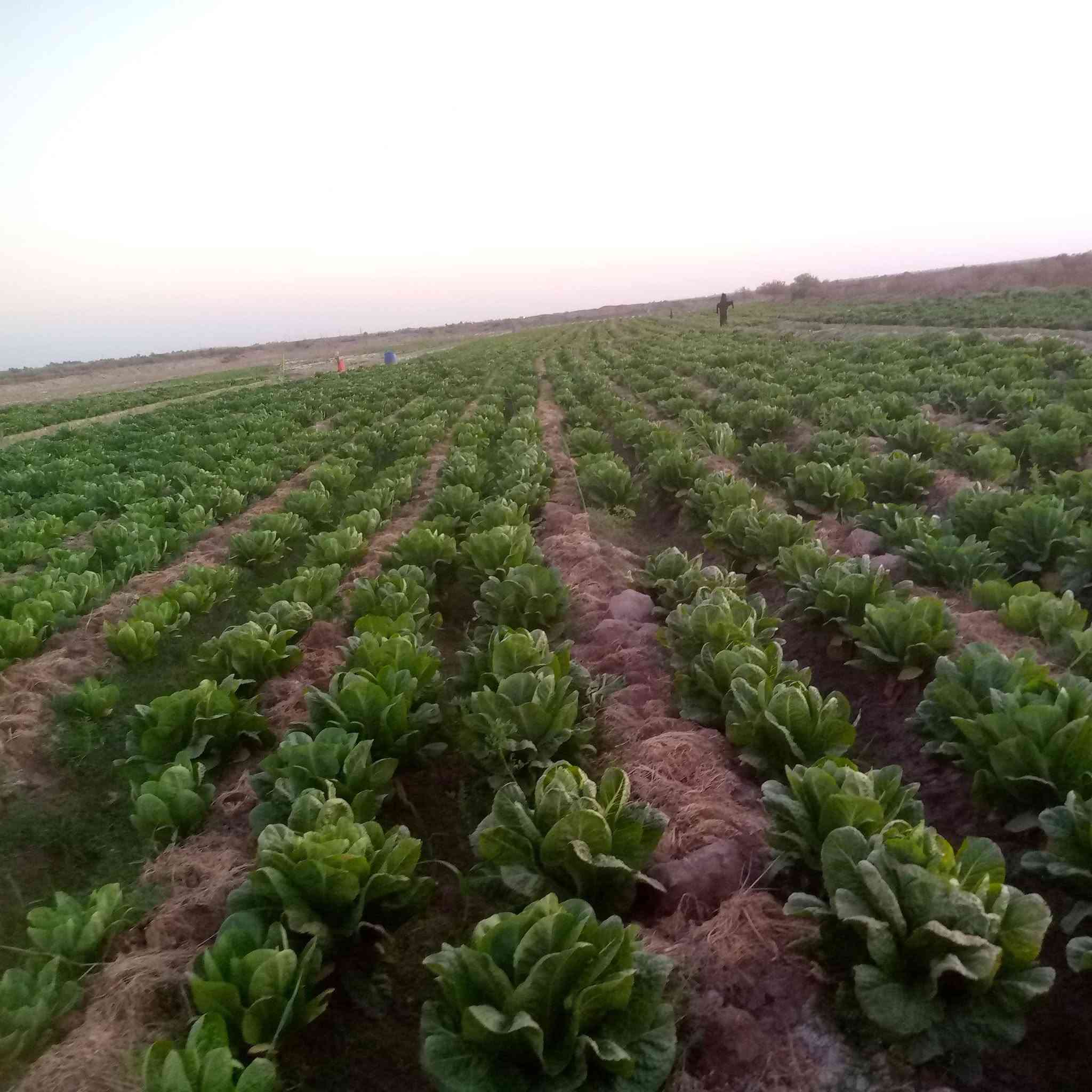 السلام عليكم يوجد بذور خس سويدي والله متعهد بيه ***********
🌹
