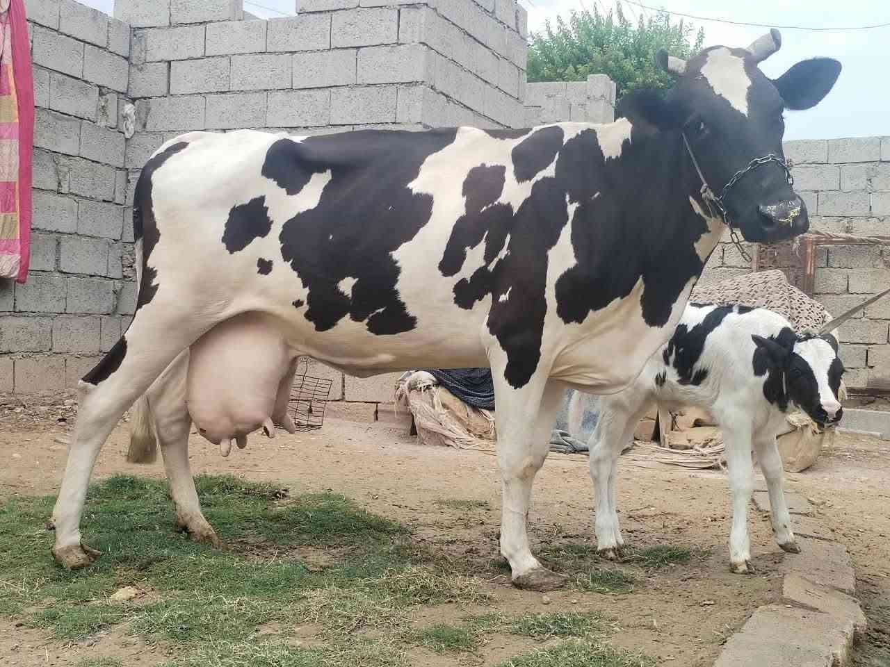 بقرة • حليب مضمون • دسامة
