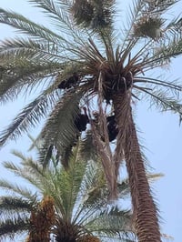 قص نخل • تنضيف نخل • تمور علف