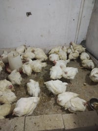 دجاج حي • دجاج عرب • قريه الجرف