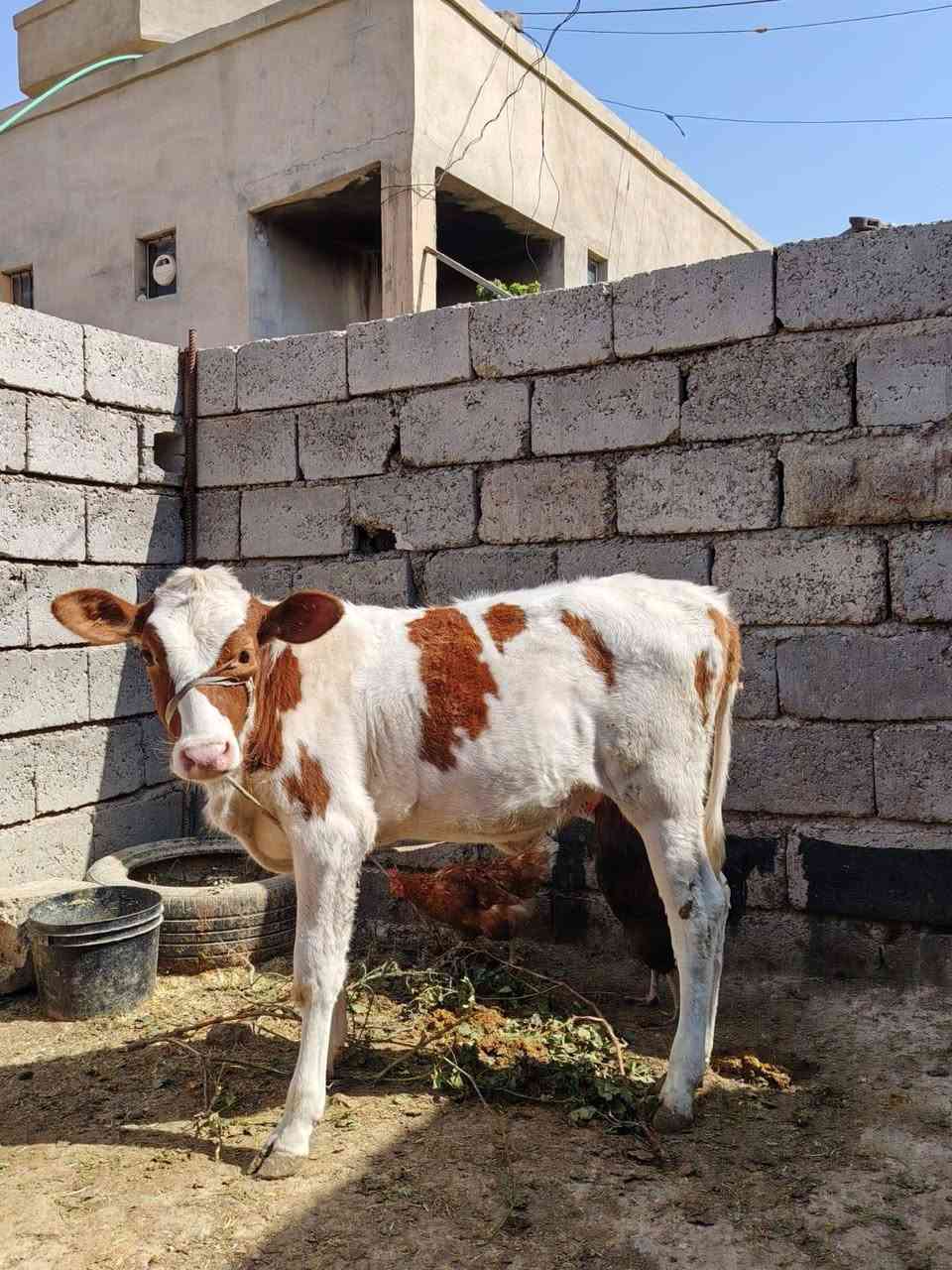 حوليه هولنديه • درجه اولى • الزاب
