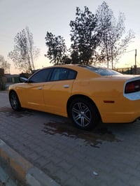 ويل خليجي • أصلي • ١٧ بوصة