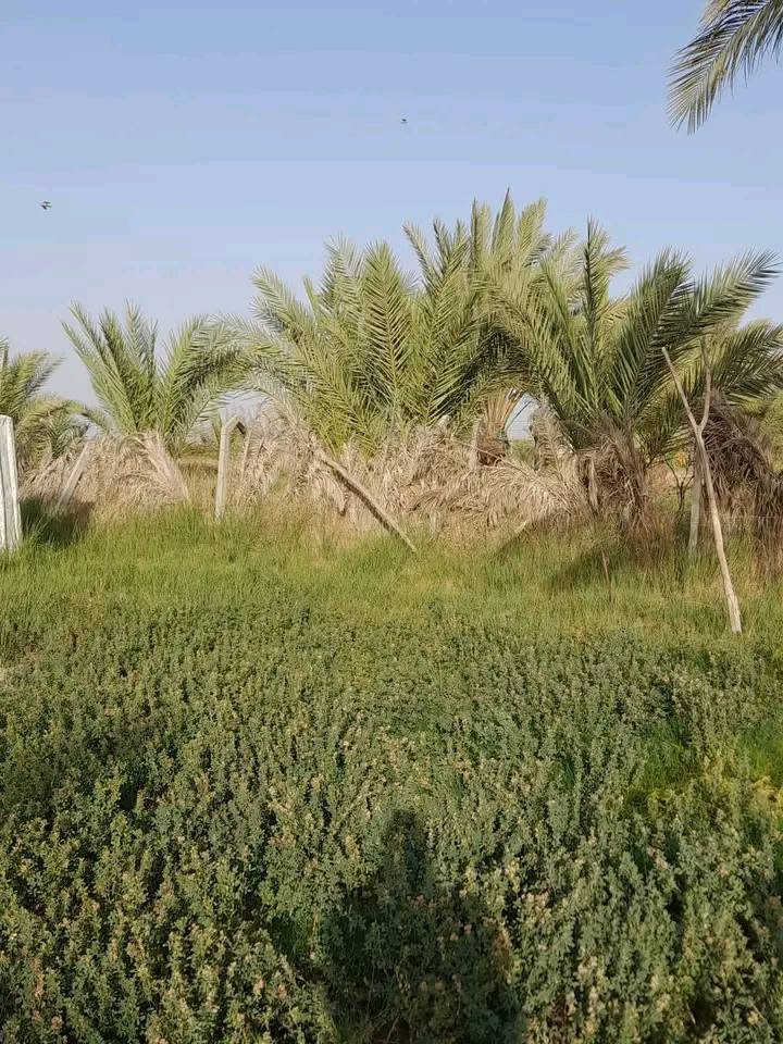 🌴 عرض مثالي | دونمين ونصف للبيع بموقع مميز جداً 🔥
#وأيضا يباع قسم منها دونم وربع حسب رغبة المشتري 
 

📍 الموقع: الحلة – وردية، خارج البو عرنوص، مقابل مدرسة السواعد الابتدائية
تراهم سكن و ترهم تقسيم مزارع للمستثمرين 🌴🌇

📐 المساحة: دونمين ونصف
📏 الواجهة: كبيرة تقريبا 195 متر 
🌴 تحتوي على أنواع مختلفة من النخيل
💦 تحتوي على برينتين ماء
💧 قريبة من النهر
⚡ كافة الخدمات متوفرة: ماء، كهرباء ومدارس
🛣️ تبعد عن الشارع المبلط 100 متر فقط
🚗 شارع عريض بعرض 7 أمتار
🏡 مناسبة للسكن أو تقسيمها إلى مزارع، خصوصاً مع الواجهة الكبيرة والموقع المميز.
📜 طابو زراعي – سند 25
🔄 تحويل مباشر باسم المشتري

🔥 فرصة مميزة للاستثمار والسكن والتقسيم

للاستفسار التواصل خاص 
أو الاتصال ***********
