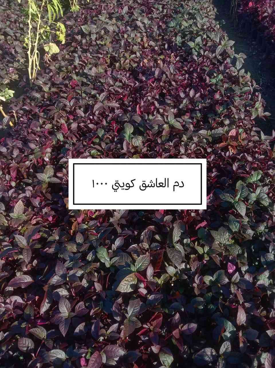 السلام عليكم ورحمة الله وبركاته
 موسم خير وبركة 

إخواني الكرام
الفقرات الجديدة
المتوفرة حاليا

للاستفسار أو لمعرفة الموقع بشكل أدق، راسلونا على الواتساب:

📞 ***********
📞 ***********

نوفّر لكم أفضل الأصناف من حيث الجودة والنوعية.

📍 العنوان:
بغداد – اليوسفية – الرضوانية الشرقية
طريق معمل زينب – ثالث مشتل 
مكتوب على الباب مشتل الرضوانية
مجاور محطة الخليج لغسل السيارات.

🔹 البيع جملة
🔹 من يرغب بالشراء مفرد يمكنه الحضور إلى المشتل والاختيار بنفسه.
🔹 لا يوجد توصيل للمفرد.
🔹 توصيل الجملة فقط بسيارات حمل بالأجرة ويتم الاتفاق مباشرة مع سائق النقل.

🚚 رقم سائق النقل:
***********

📞 أرقام المشتل:
*********** (واتساب)
***********

🌳 الأسعار والأنواع
1- كابرس متر ونص   1000🪴
2- دم العاشق كويتي سندانه    1000🪴
3- جورنته ليموني  2000🪴
4-شبوي ليلي خشن ارتفاع متر  2000🌺
5-ددونيه نص متر  750🪴
6-أكاسيه عراقيه  متر فما فوق  2000🪴
7- ياس عراقي خشن  1500🪴
8-ياس أيطالي  1500 🪴
9- ورد جوري عراقي  2000🌺
10- ورد رازقي 2500🌺
11-سرو أيطالي الارتفاع متر ونص5000🪴
12- ورد القهوه اقل من متر 10000🌺
13-سدر تايلندي خشن 9000🌴
14- عفص 7000🌲
15- كاردينيا 8000🌺
16-متسلق ياسمين احمر هندي  عطري  الارتفاع متر ونص  8500🌺
17- جاكرنده البنفسجيه  5000🪻

📍 موقع المشتل على الخريطة:
https://maps.app.goo.gl/EfkBiYR7ezQDtA6v5

حياكم الله وتشرفونا بزيارتكم 🌿

📍 موقع المشتل على الخريطة:
https://maps.app.goo.gl/EfkBiYR7ezQDtA6v5

حياكم الله وتشرفونا بزيارتكم 🌿
