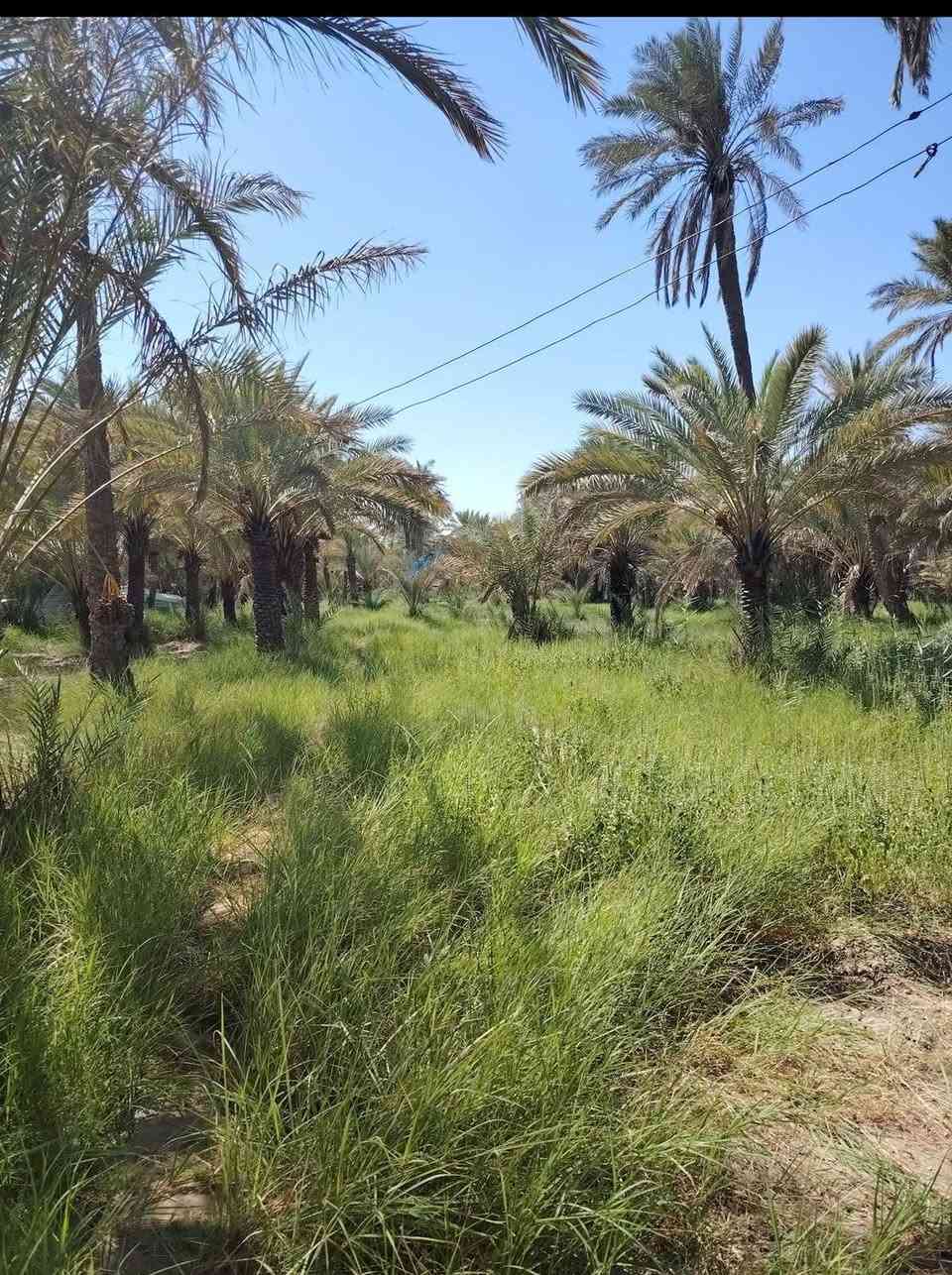 دونمين • صالح للزراعة • ناحية اور