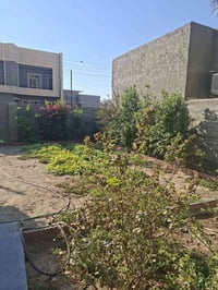 طابو زراعي • ١٢٥م • واجهة ٦ ونص