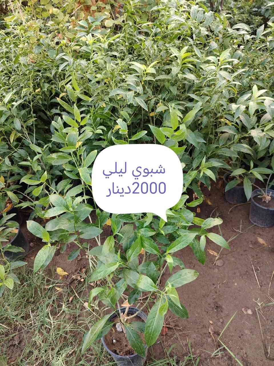 بخور • توصيل • زيتون اسباني