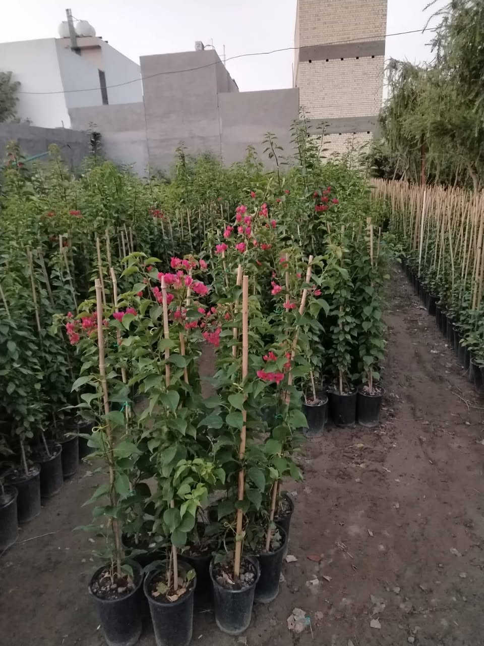 السلام عليكم 🌿
مجموعة مشاتل السيد توفر لكم أفضل شتلات الزينة والحمضيات:
(ياس سندانه خشن ، دم العاشق ، كاريزيا ، بخور ، جهنمي متسلق خشن ، ياسمين هندي خشن / وسط / صغير ، دورنتا ليمونيا ، دورنتا ليمونيا مشخطه ، ورد محمدي متسلق ، ورد القداح ، ياس جيس ، الدخان ، حمضيات صيني ، ياباني ، برتقال سكري ، برتقال عراقي ، ليمون عراقي ، لالنكي عراقي ، وأصناف أجنبية أخرى).
📲 للتواصل المباشر عبر الواتساب اضغط على الرابط:
https://wa.me/9647713397964

او الاتصال بنا عبر الرقم الاتي
***********

نص مكتوب في الصور:
- مجموعة مشاتل السيد لتصميم الحدائق ومنظومات الري والتقطير تصميم الحدائق منظومات الري منظومات التقطير *********** سبع ابكار قرب الوقف السني
